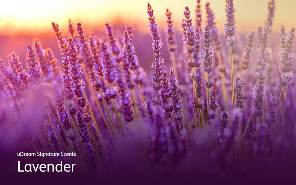 udream-massage-chair-lavender